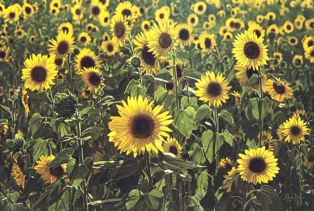 photorealist painter Steve Mills 500 SUNFLOWERS